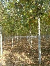 法桐市场，供应2公分-30公分法桐树，产地直销，苗好价低