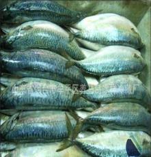 冰洋冷藏厂 纯天然无污染正宗深海海产品 养马岛野生特产鲐鱼