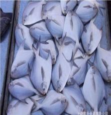 熱賣東海鯧魚，300-400規格批發—上海晨升食品