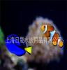 供应玻璃鱼缸 亚克力鱼缸 海水鱼缸 水族工程 水族馆