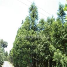 供应0.5米-3米云杉，云杉树基地