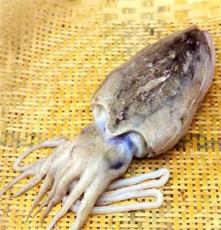 东海深海野生鲜活目鱼 松门水产品新鲜墨鱼 八爪鱼海鲜乌贼王