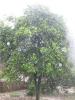 胡柚树，高6-7米，蓬径5-6米，地径25公分以上