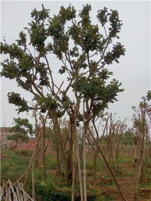 大量供应朴树20---50分地苗假植苗。