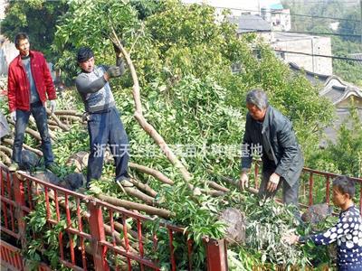 全冠浙江樟*新價格供應 全冠浙江樟種植基地 全冠浙江樟行情