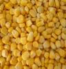 速冻玉米粒 天然无公害食品 保证新鲜颗粒饱满色泽诱人 厂家供应