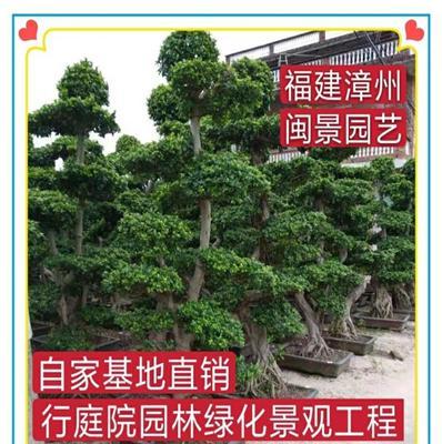 榕树盆景 高2-2.5米 福建漳州闽景园艺场