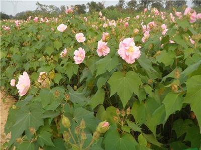 高1.8米芙蓉花   芙蓉花價(jià)格