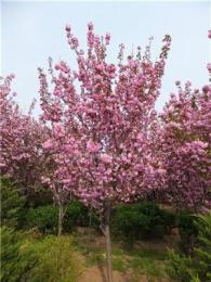大量批售樱花1--10公分、樱花小苗、日本樱花等绿化苗木。