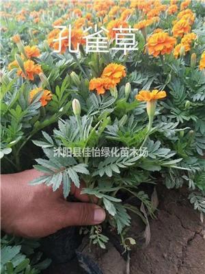 孔雀草 一年生草本植物孔雀草小苗沭阳高30-100孔雀草价格