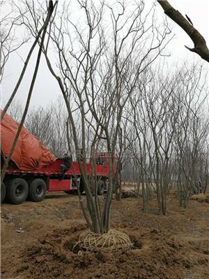 精品丛生朴树报价/江苏精品丛生朴树报价