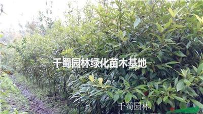 小叶桢楠种植技术，米径20公分小叶桢楠3500元，四川小叶桢