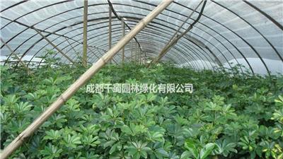 大量供应鸭脚木 25*20公分鸭脚木 工程苗