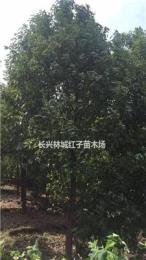 浙江长兴林城提供14公分香樟，量大品质优