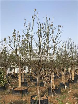 浙江长兴容器假植移栽精品香樟杨梅红梅