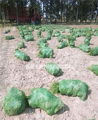 麦冬草畅销全国各地_供货充足_现起现卖实时掌握麦冬草