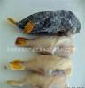 水产品冷冻鱼-利源海鲜商行长年出售朝鲜野生河豚鱼