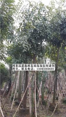 漳州腊肠树