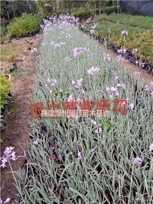 福建银边草紫娇花哪里好/哪家便宜