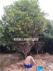 安徽红叶石楠树，肥西红叶石楠树供应商，红叶石楠树冠300