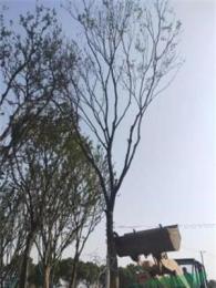 江苏供应榉树-榉树基地-高度25公分的精品榉树