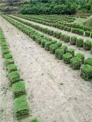 长沙县绿化草皮，长沙马尼拉草卷