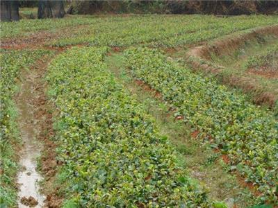 湖南油茶苗 湖南油茶树 油茶苗基地 油茶照片 油茶价格 大油茶树