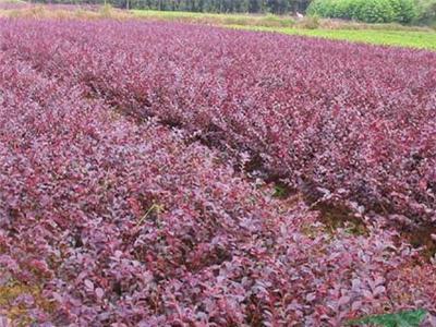 湖南红花继木 双面红红花继木 红花继木价格 红花继木球价格 红花继木照片 红花继