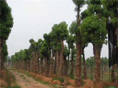 定杆移植香樟，骨架移植香樟