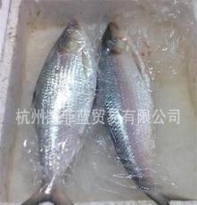 缅甸鲥鱼 全国热销/冰冻´冰鲜鲥鱼/细鳞鲥鱼/来自海洋的美味