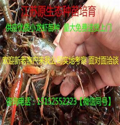 抚顺龙虾苗今日小龙虾苗价格