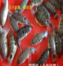水产海鲜活鱼无毒河豚鱼 特种养殖河豚鱼批发 大河豚鱼