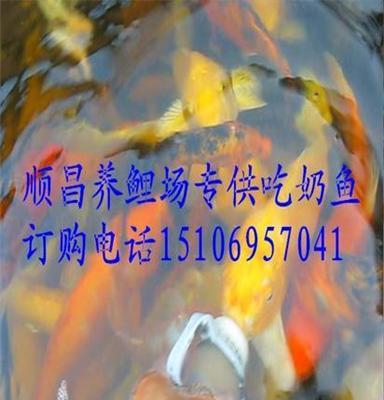 正宗吃奶魚 花色規(guī)格齊全 不會(huì)吃奶不要錢 歡迎實(shí)地參觀訂購(gòu)