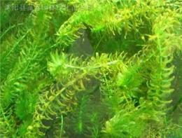 水生植物-黑藻，黑藻苗，黑藻基地，沭阳黑藻，黑藻价格