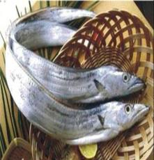 山东实体厂家供应粗加工优质水产品带鱼 优质带鱼 量大从优