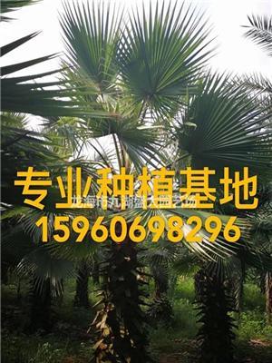 老人葵华棕场地 老人葵苗木批量供应 华盛顿棕榈绿化树