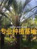 福建批发布迪椰子树 布迪椰子价格 布迪椰子报价椰子树基地直销