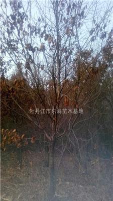 蒙古栎，胸径8公分蒙古栎价格，蒙古栎供应，胸径35公分蒙古栎