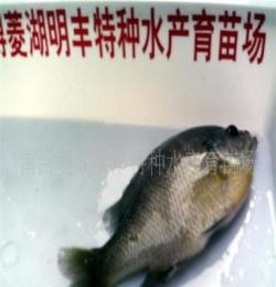 供應(yīng)魚類太陽(yáng)與種