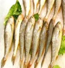 冰鮮大黃魚150-250冰鮮批發冷凍大黃魚寧德大黃魚冰鮮水產品