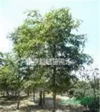 榉树又名红榉在南京地区直销价格