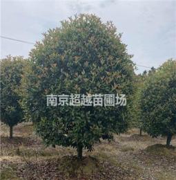 南京红叶石楠苗圃/红叶石楠球价格/1.6米冠的价格是多少