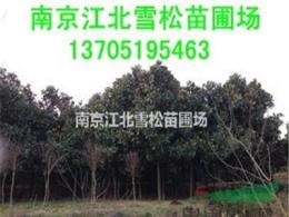 20公分广玉兰价格多少钱