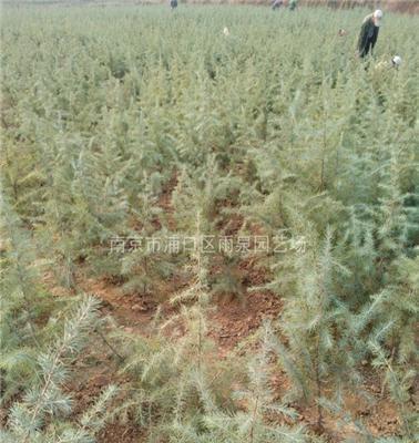 雪松基地供应南京1米5高度雪松树苗价格报价。