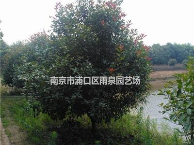 江苏南京红叶石楠树价格，8公分红叶石楠树价格信息。