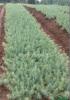 江苏雪松籽播苗基地供应雪松30公分籽播苗价格报价。
