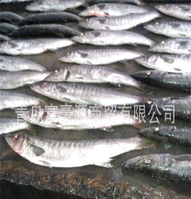 冷冻海鲜水产品供应商-鲅鱼