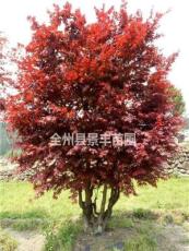 广西桂林地区供应5-30公分红枫