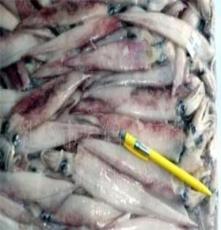 供应头足类的笔管鱼产品 鱼类 新鲜水产品