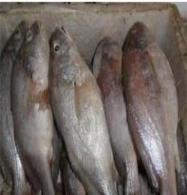 厂家直销 冷冻白菇鱼 顶级 进口  5200元/吨